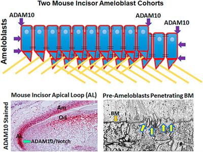 ADAM10: Possible functions in enamel development